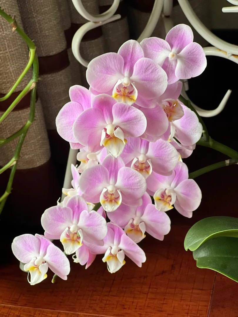 微瑕，带花剑《优雅》3.5寸杯蝴蝶兰花苗，