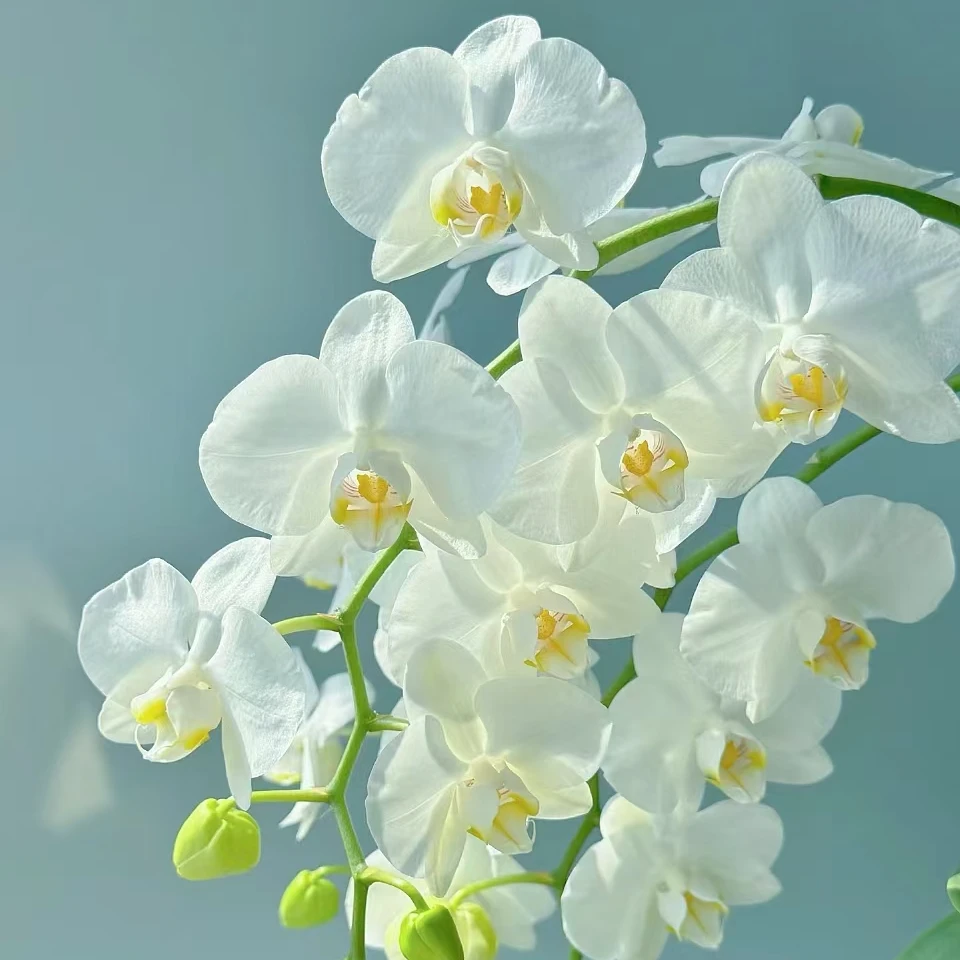 双头双花剑2.8寸《阿玛》蝴蝶兰花苗