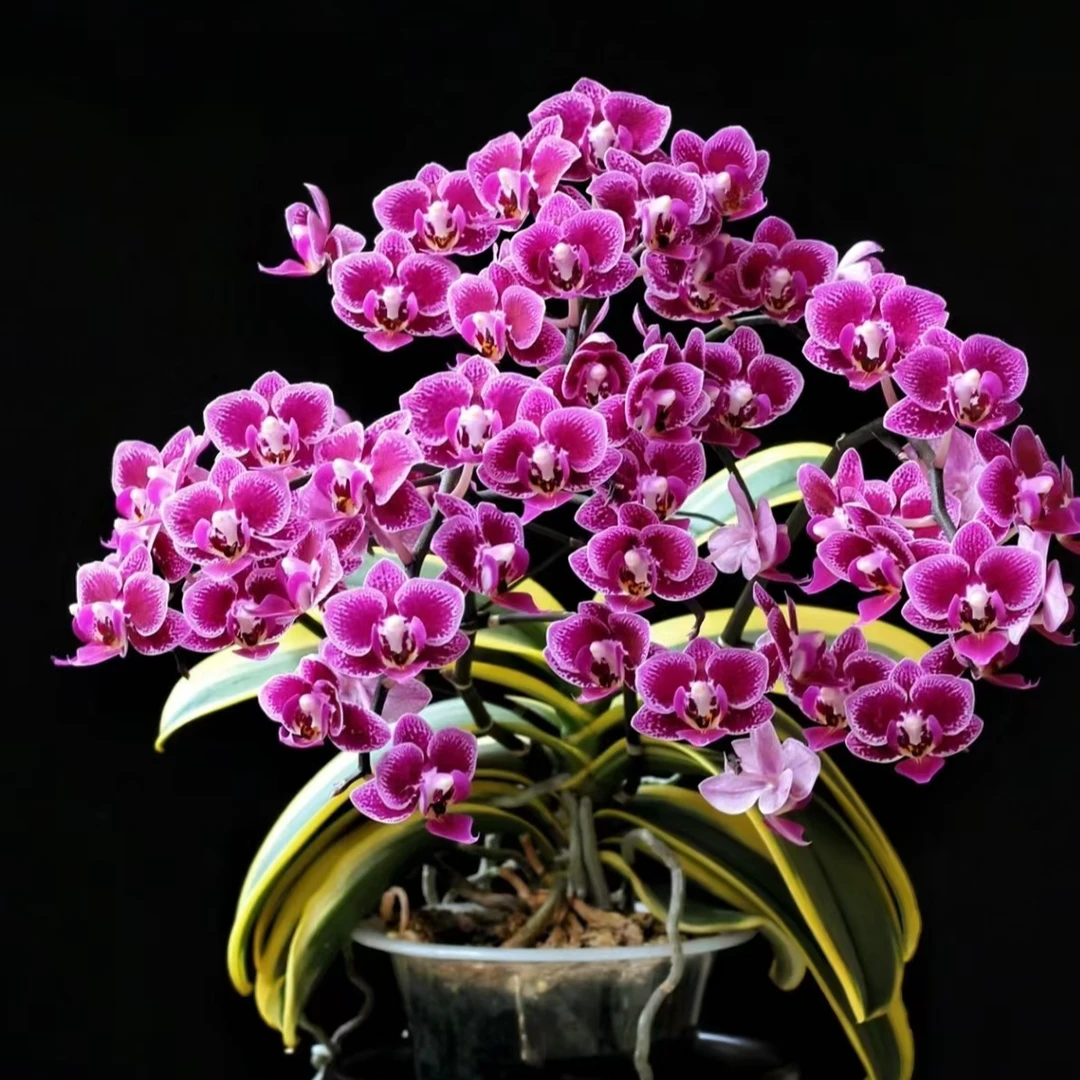 无花剑《金边蔓越莓两颗》3.0寸蝴蝶兰花后苗