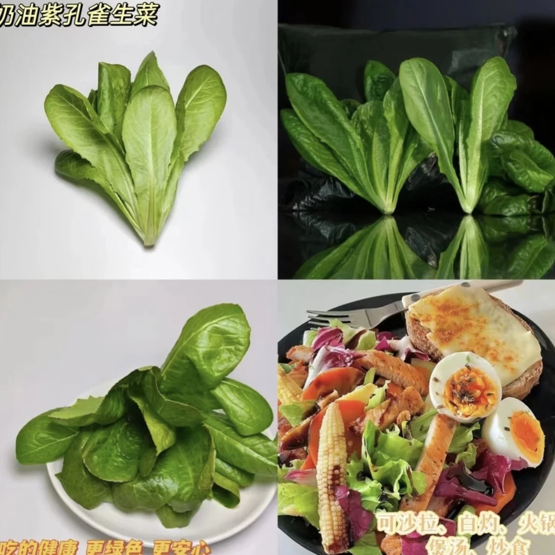 奶油紫孔雀生菜 150g 可凉拌 煮汤 轻食沙拉 清脆爽口健康生长