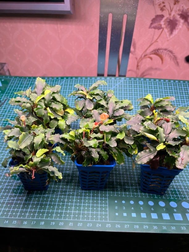 会开花的自带金属色的蓝精灵辣椒榕