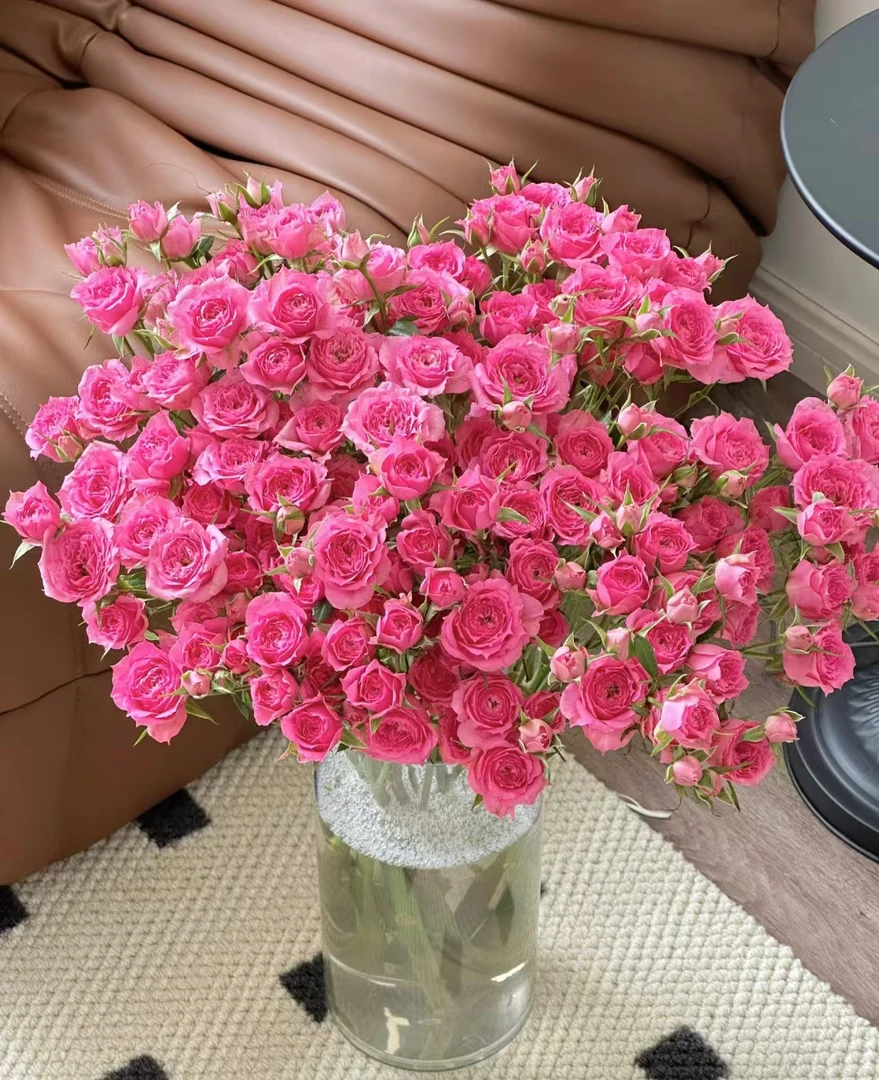 【苏菲宝贝多头玫瑰】 两单升级空运 鲜花玫瑰 昆明基地直发