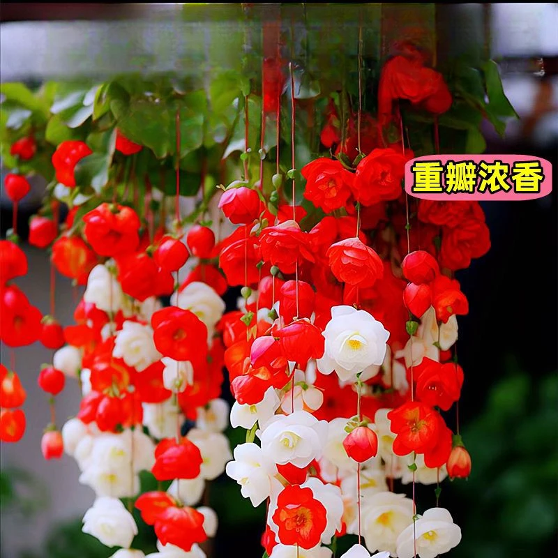 海棠吊垂驱蚊虫植物强力驱蚊花盆栽绿植花卉大全室内室外阳台庭院