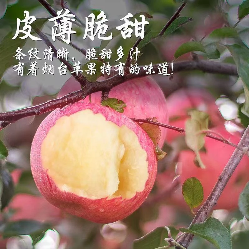 山东烟台红富士苹果水果4.5斤装新鲜当季脆甜冰糖心苹果自卖