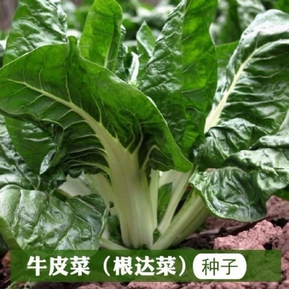【全店满五包包邮】春不老牛皮菜种子白梗牛皮菜易种蔬菜种子
