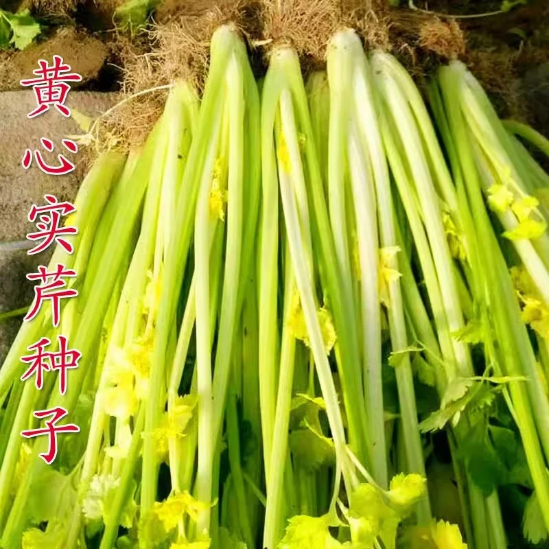 【全店满五包包邮】黄心香芹四季芹菜种籽西芹蔬菜种孑
