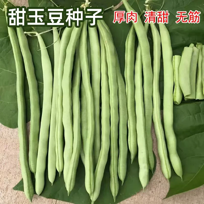 【全店满五包包邮】双青十二号玉豆种子四季豆爬藤蔬菜种子