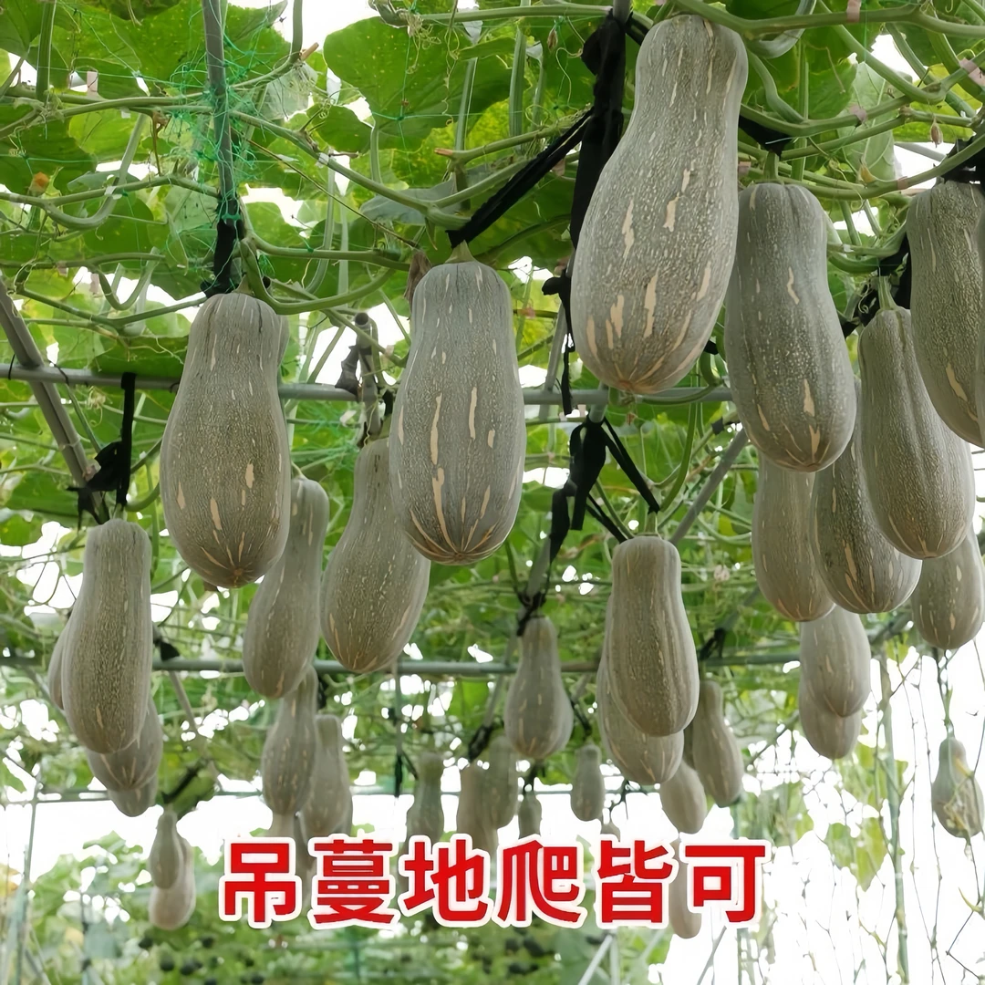 【全店满五元包邮】密本南瓜种子老南瓜耐运输易种蔬果种子