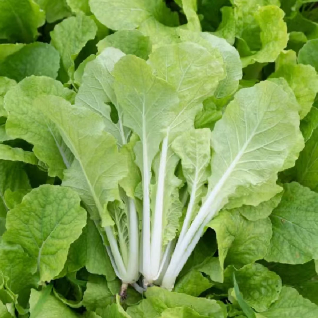 【全店满五包包邮】甜脆季节小白菜种子四季耐热小白菜种子