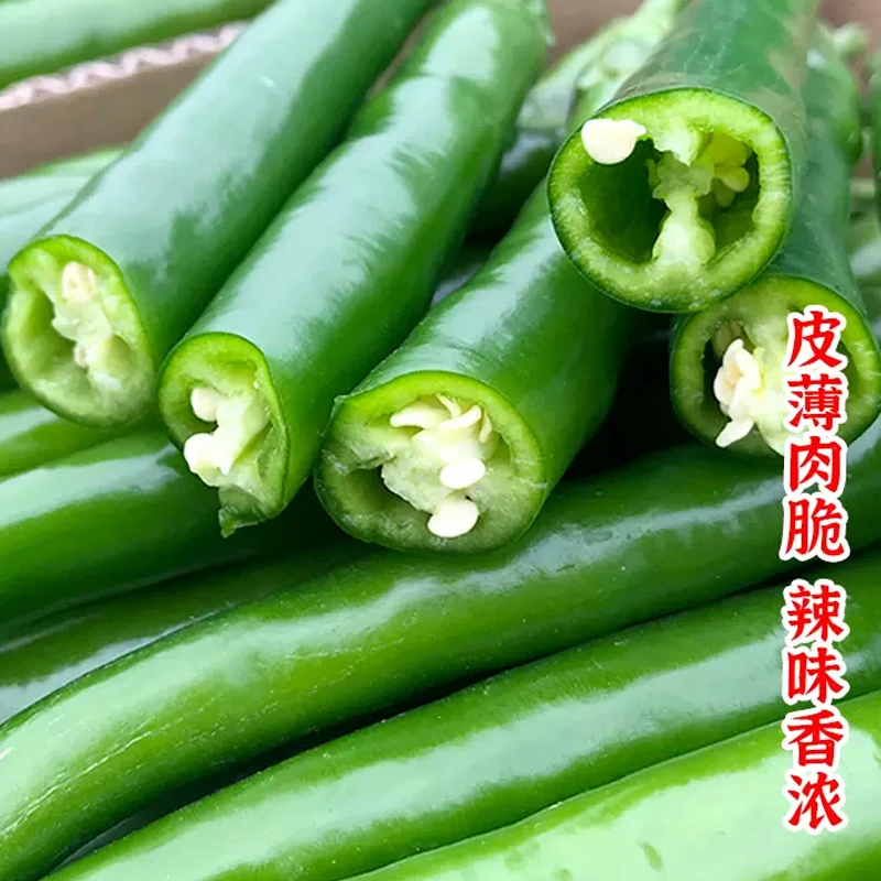 【全店满五包包邮】线椒种子辣椒种籽二荆条辣椒蔬菜种孑