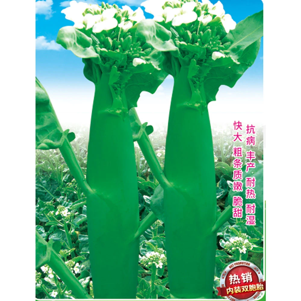 【全店满五元包邮】芥兰种子芥兰菜种籽绿芥蓝种孑四季蔬菜籽