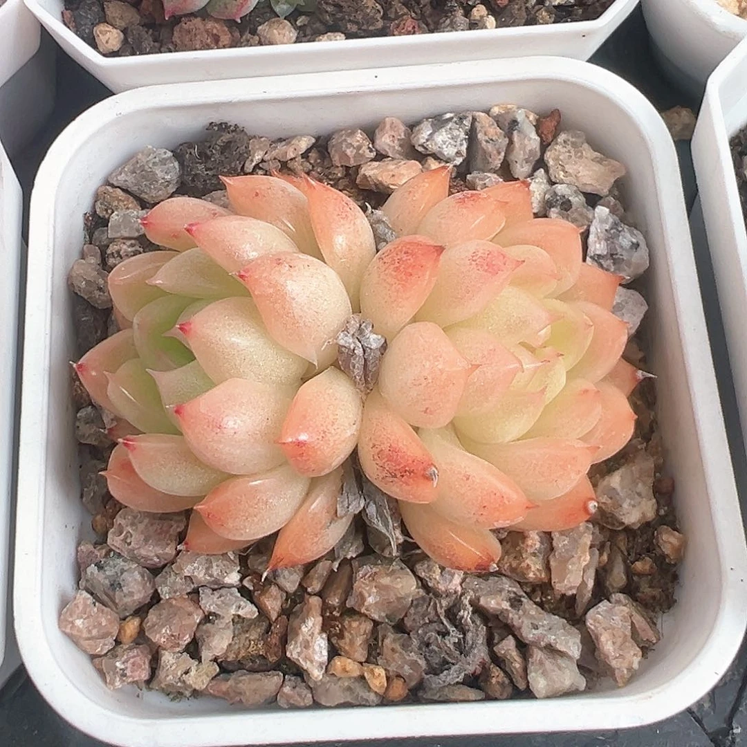 优选麦秆福利7125