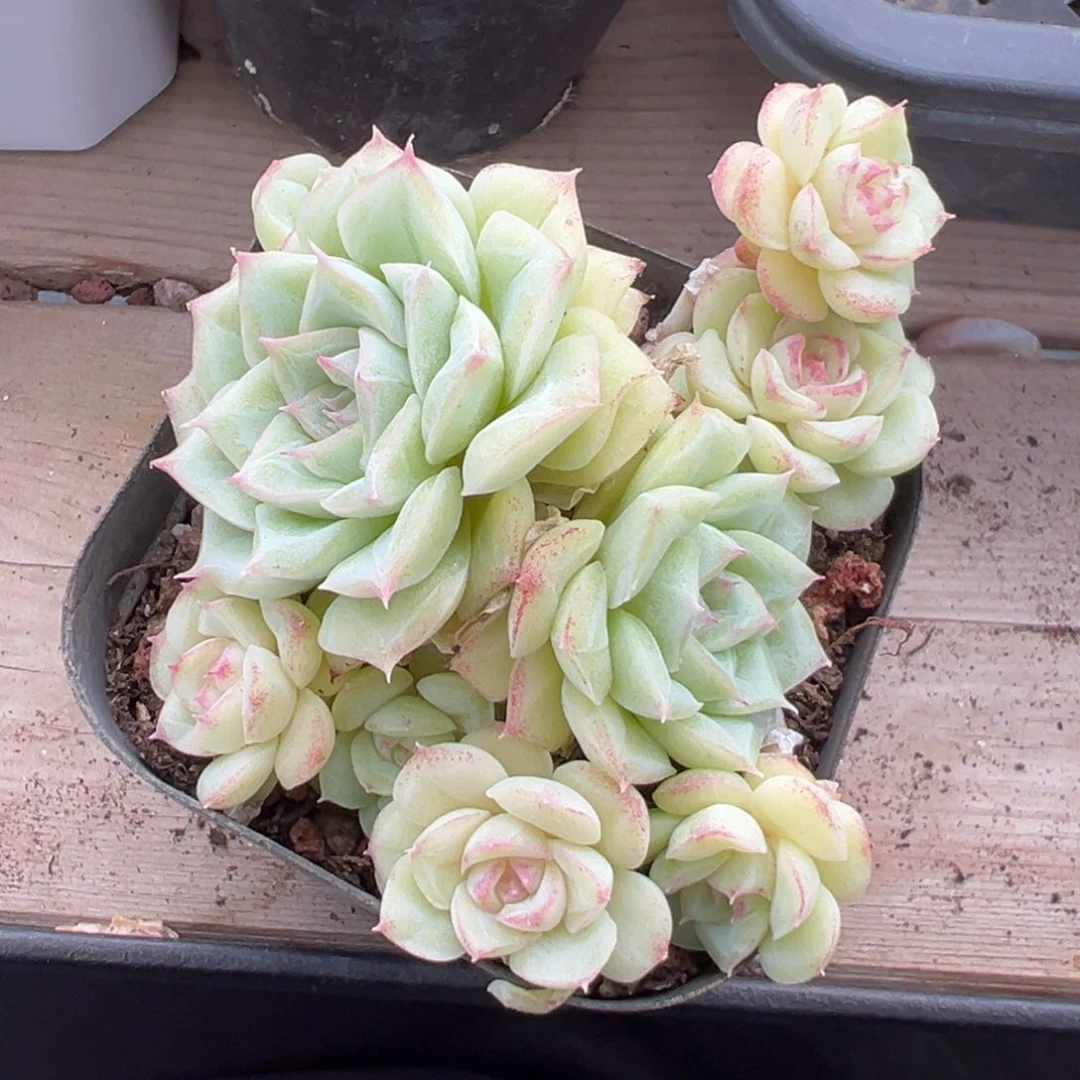 优选白天鹅福利6317