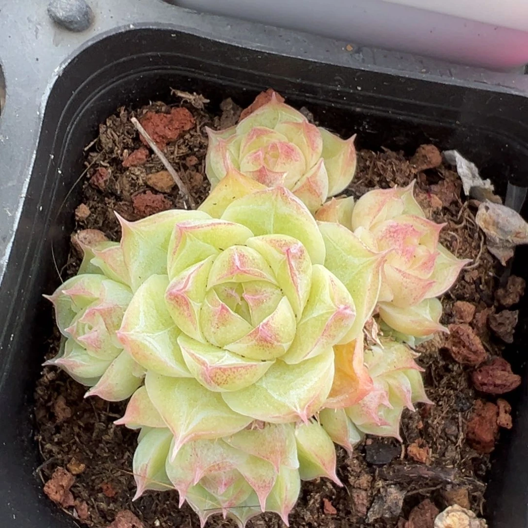 优选潘多拉女王3590
