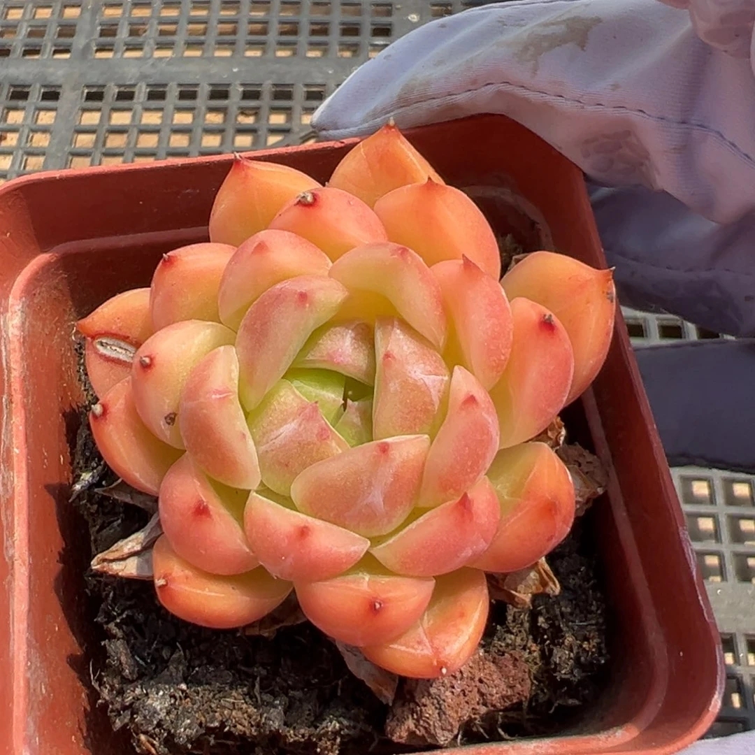 优选麦秆福利3159
