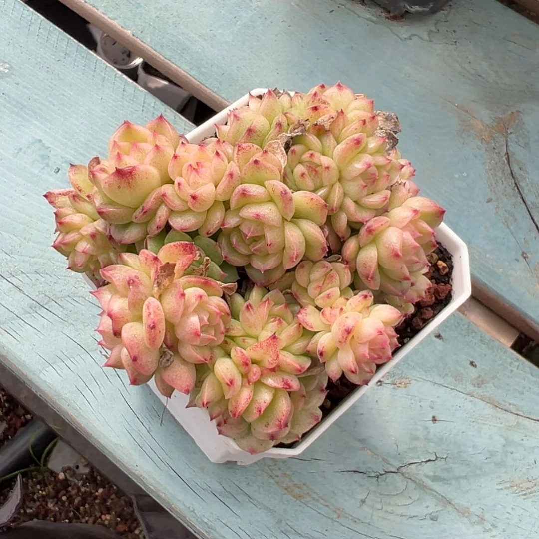 优选麦秆m33福利6359