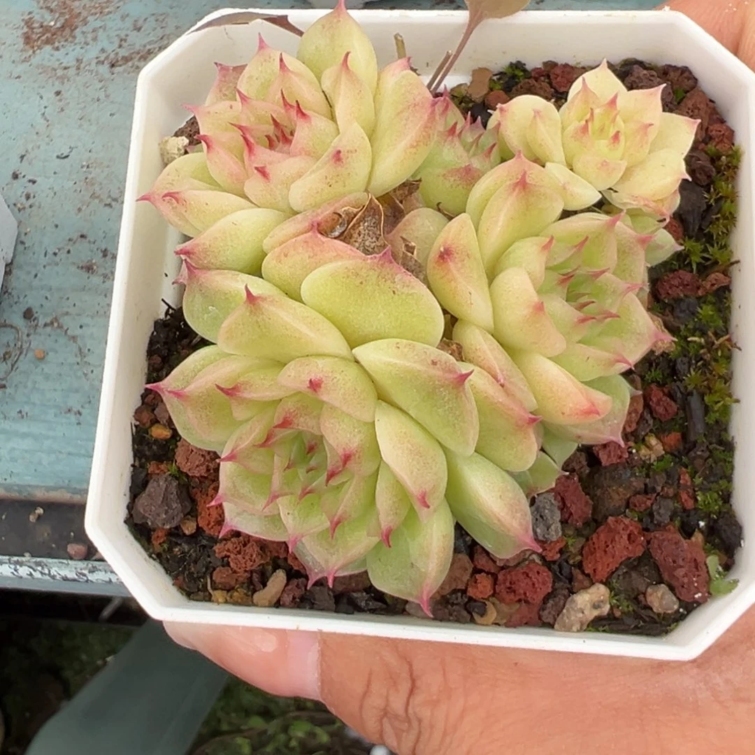 优选麦秆福利6160
