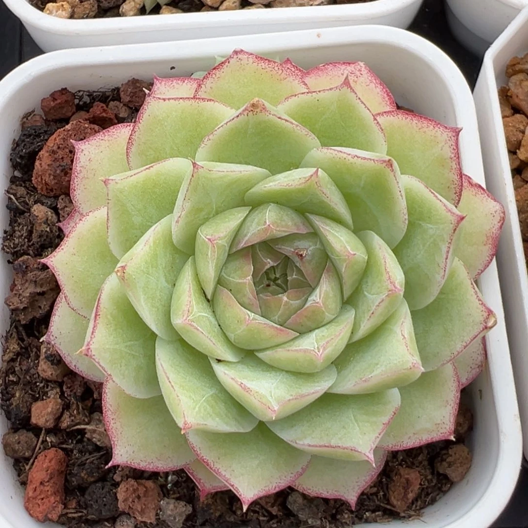 优选玫瑰花女王2221