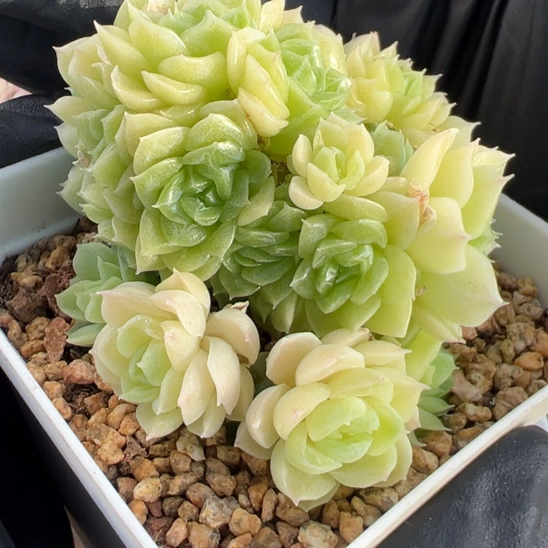 优选麦秆福利3103
