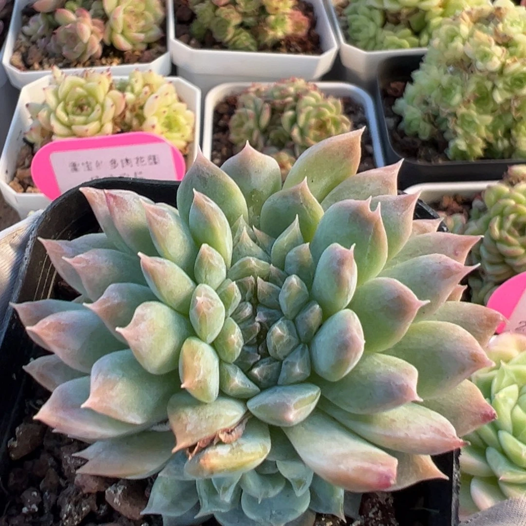 优选冰魄福利2964