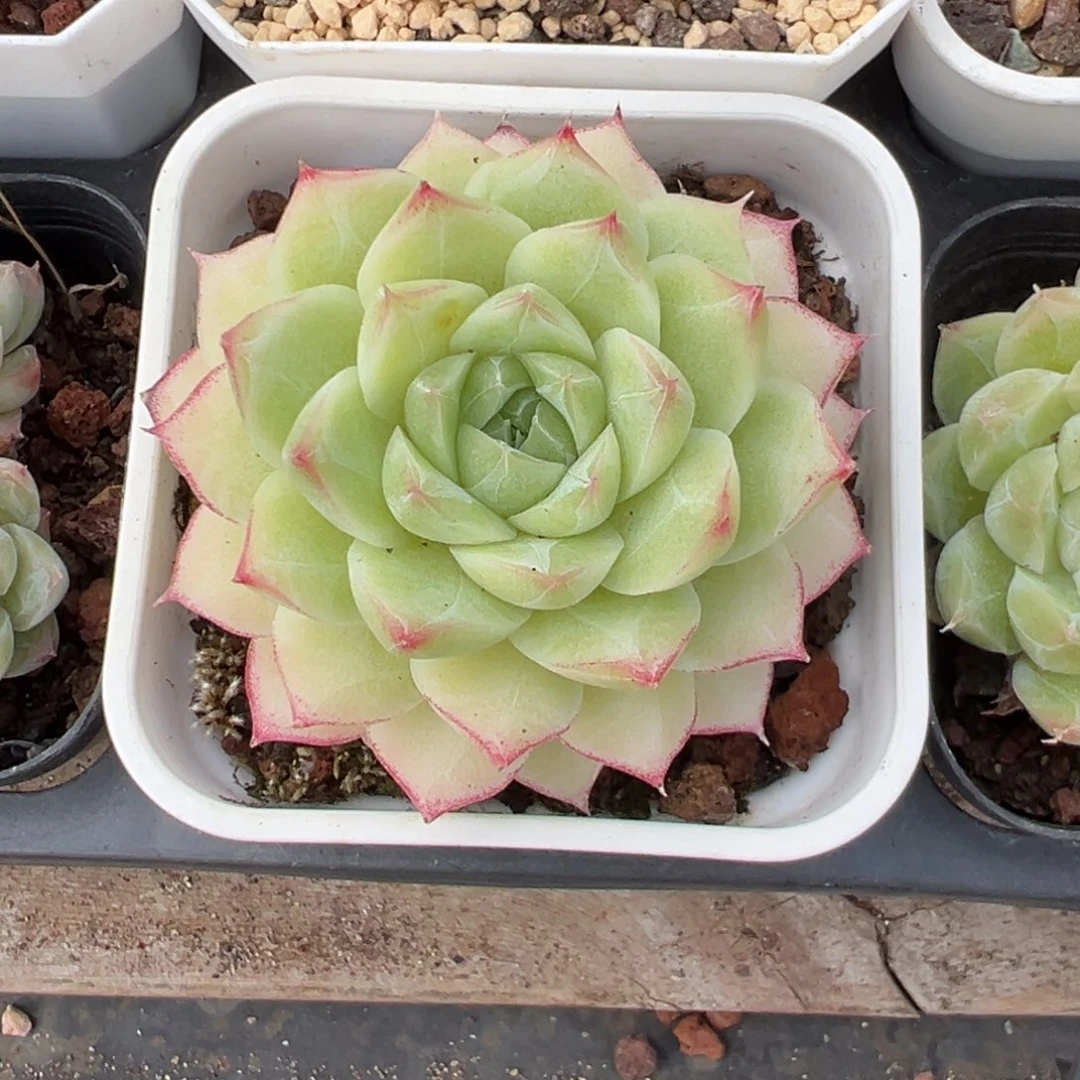 优选玫瑰女王6589