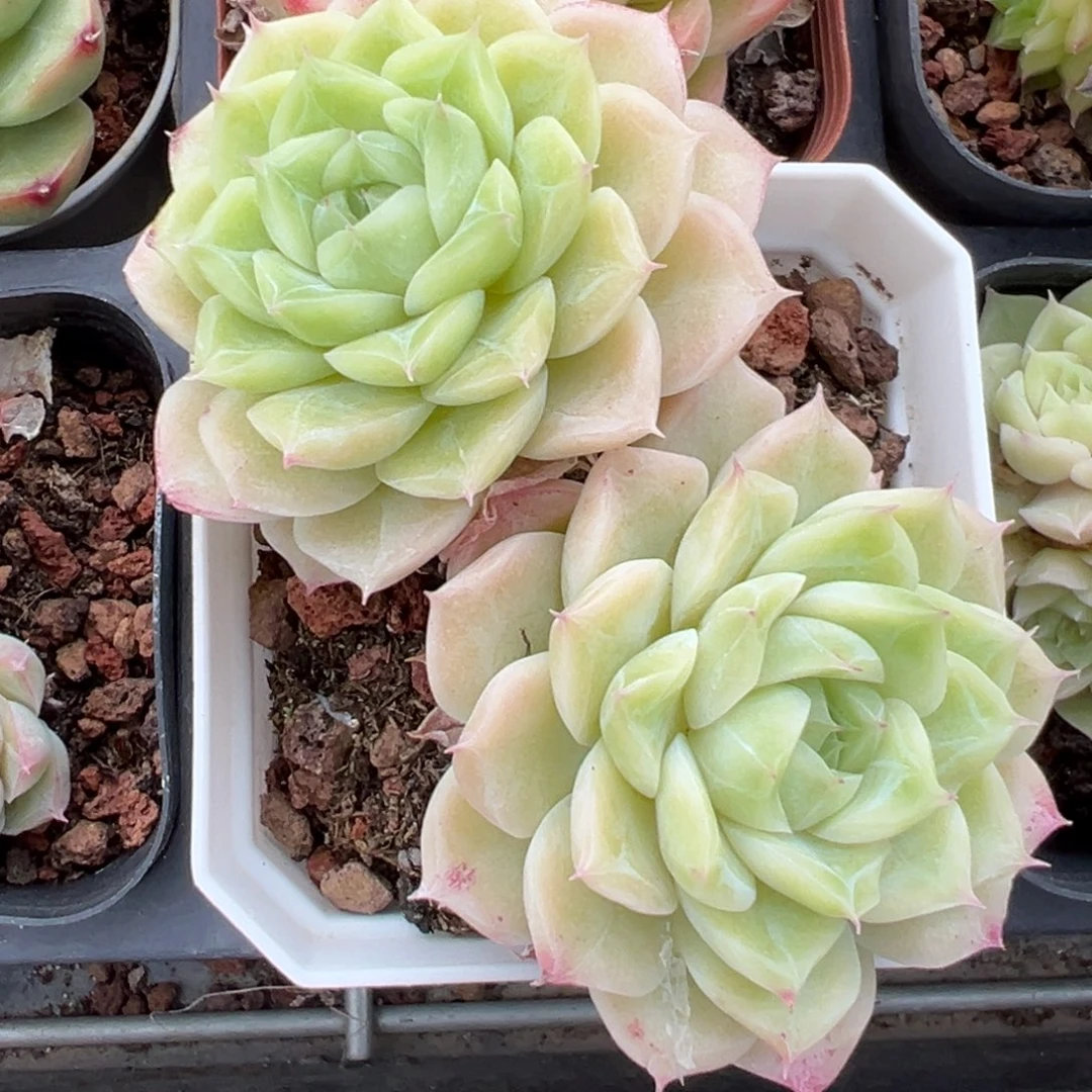 优选62号女王3706