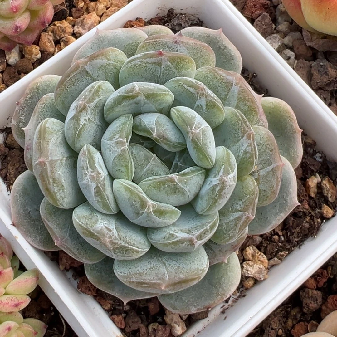 优选冰魄福利6574