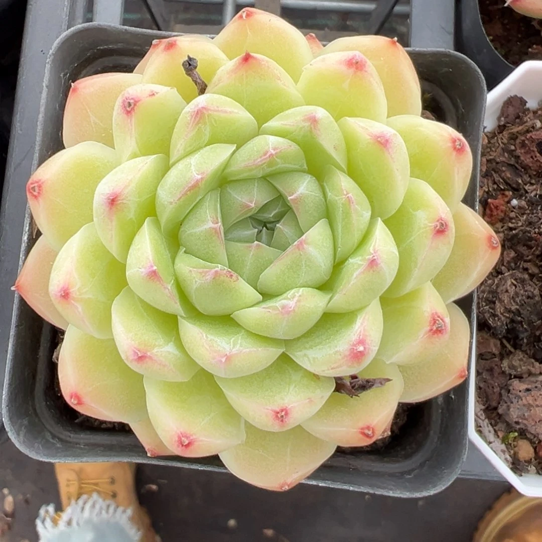 优选女王7厘米1244