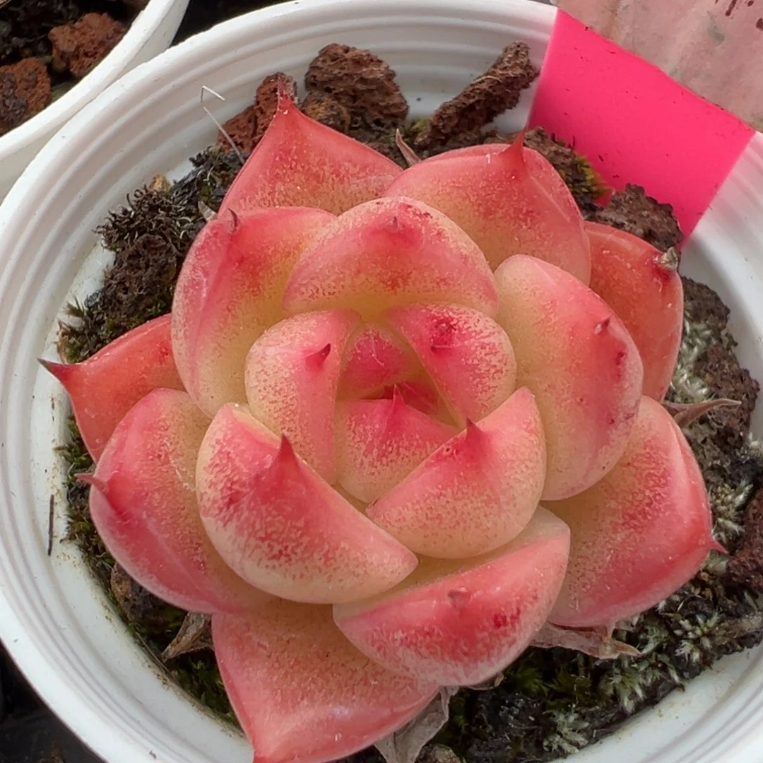 优选麦秆福利2813