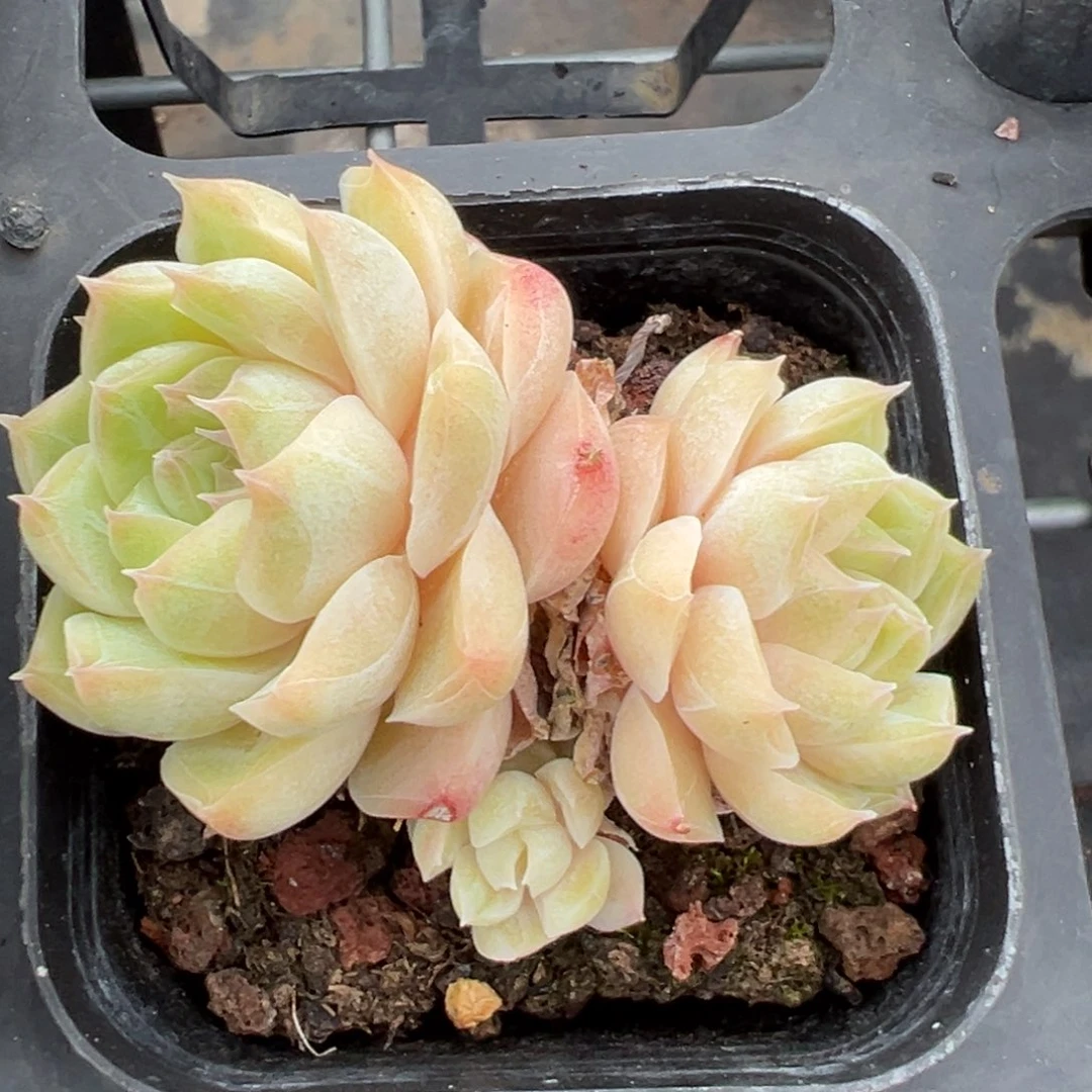 优选女王福利3359