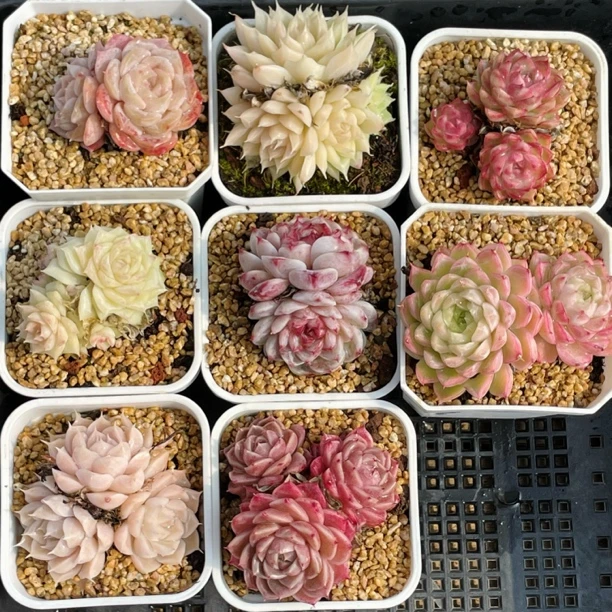 优选裙生多肉植物麦秆女王新手必备6颗随机不重复脱土发