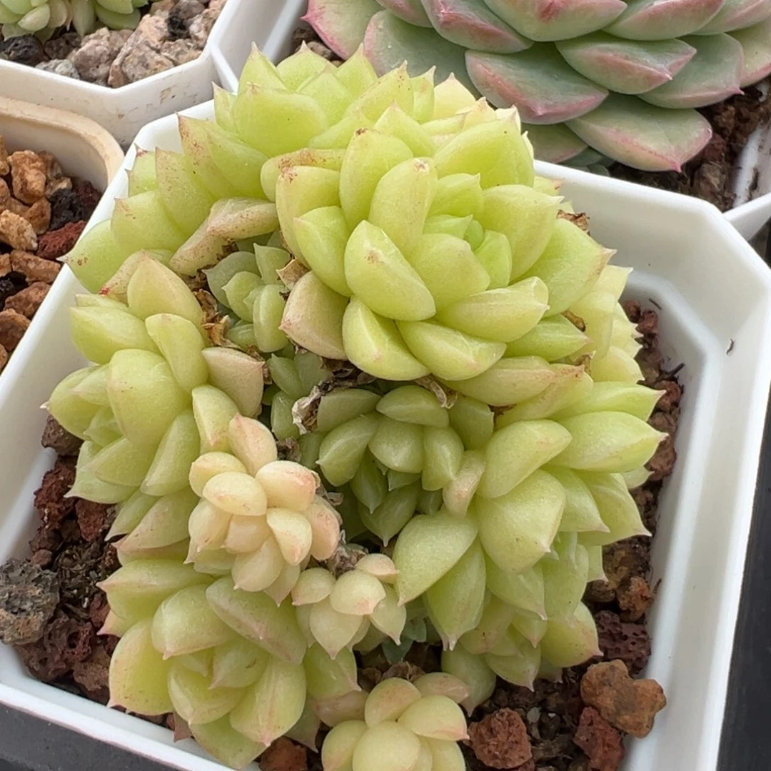 优选麦秆t71福利3711