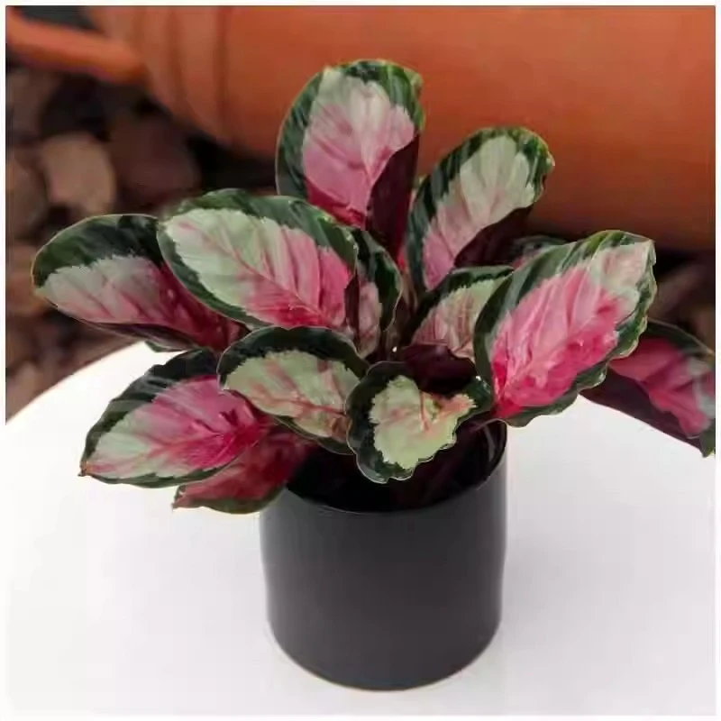 【星空竹芋】室内观叶植物净化空气四季常青盆栽花卉绿植