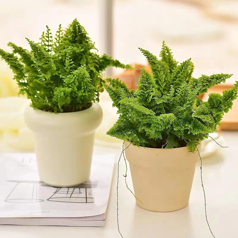 棉花糖蕾丝蕨盆栽网红绿植好养耐阴室内客厅办公室吸甲醛四季常青