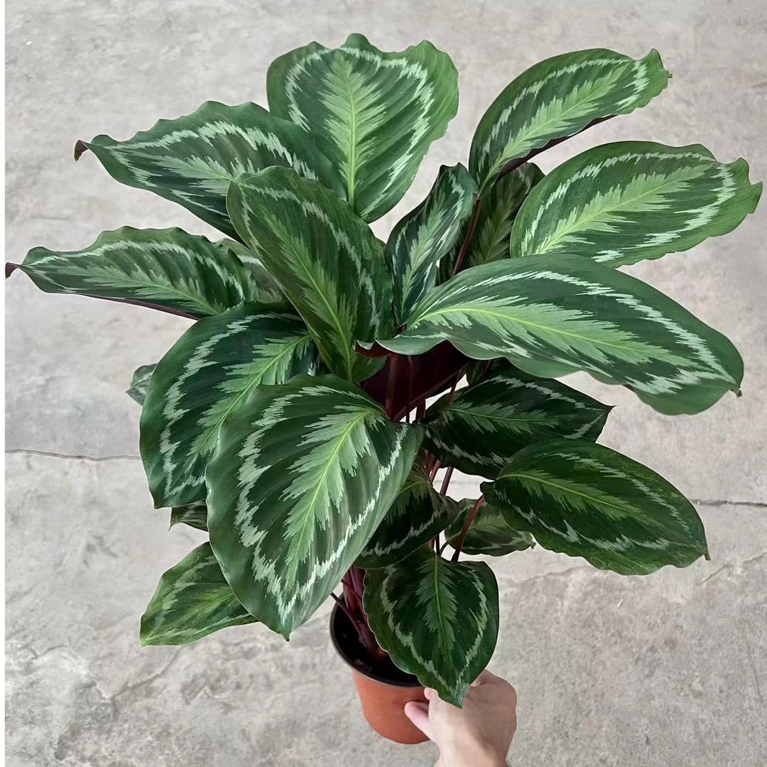 【新美丽竹芋】室内观叶植物净化空气四季常青盆栽花卉绿植