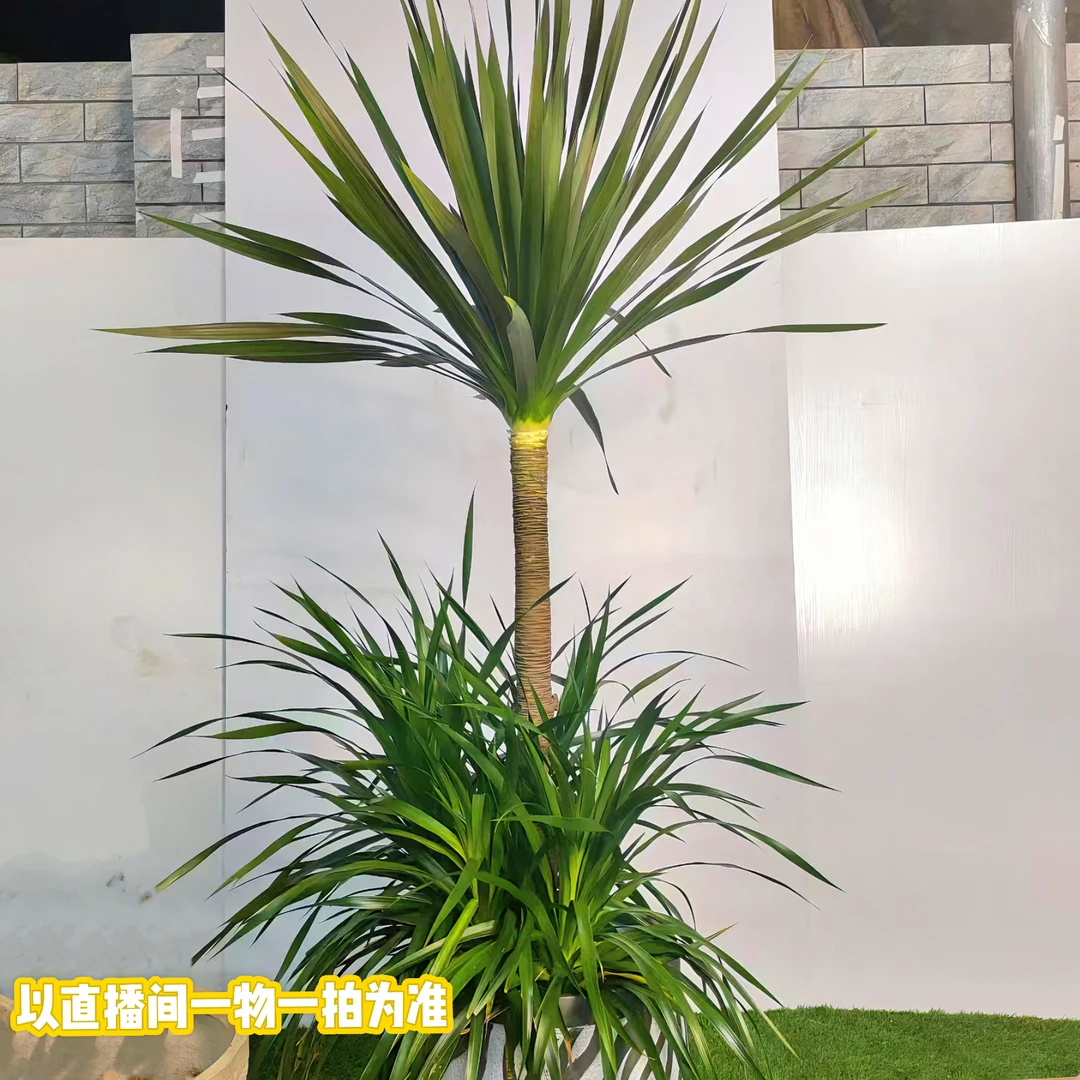 龙血树客厅盆栽大型旺宅办公室内落地植物绿植造型老桩好养龙须树