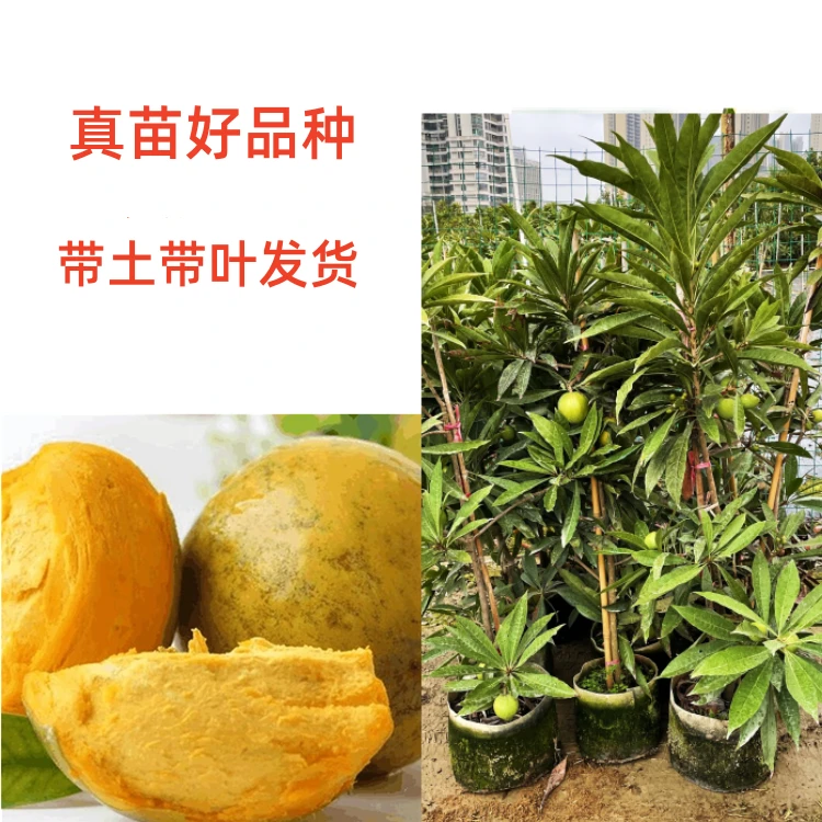 新品 特大鸡蛋果苗蛋黄果苗耀糖仙桃嫁接苗树苗盆栽地栽南方北方