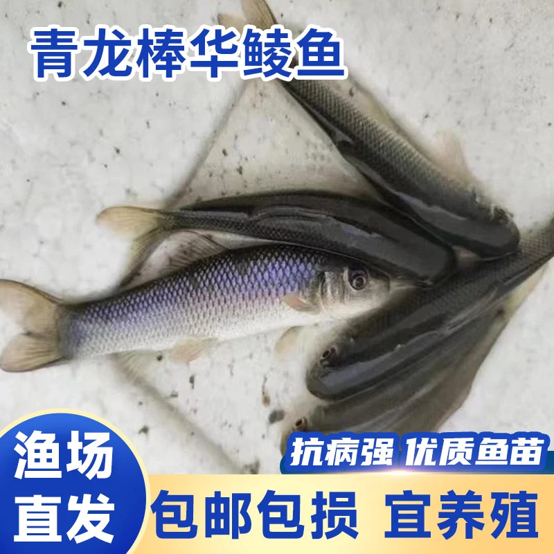 青龙棒华鲮鱼活鱼苗 华鲮鱼稀有淡水温性底层观赏包活四川批发