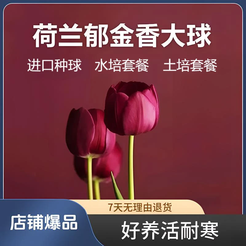 【荷兰进口郁金香】耐寒郁金香种球5度球土培水培冬天郁金香种子