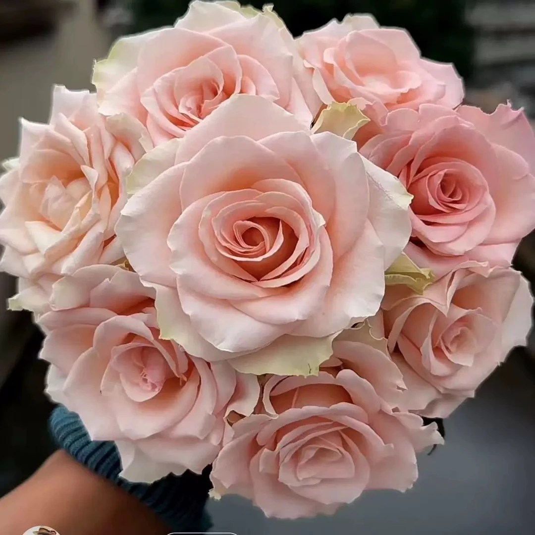 超新品羊绒月季灌木大花直立花期长庭院阳台盆栽四季开花玫瑰花苗