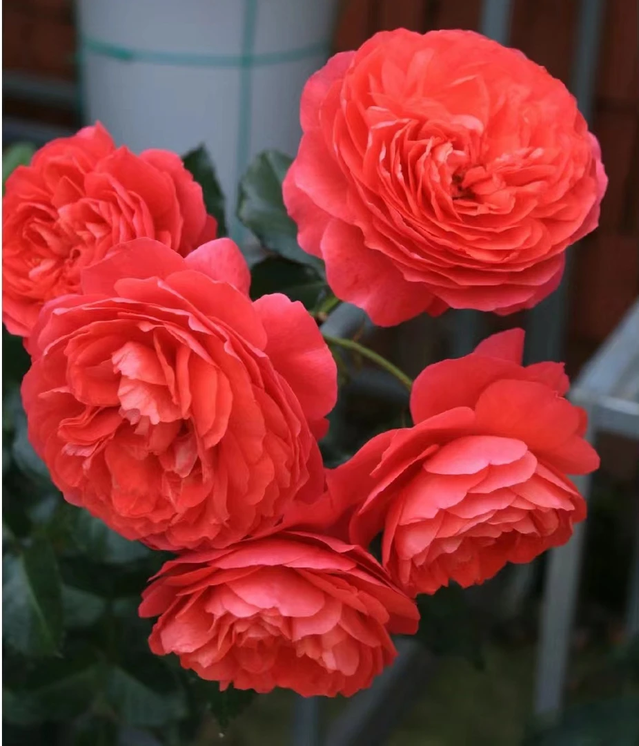 果汁阳台月季盆栽花苗特大花四季开花卉玫瑰带花苞阳台植物红果汁