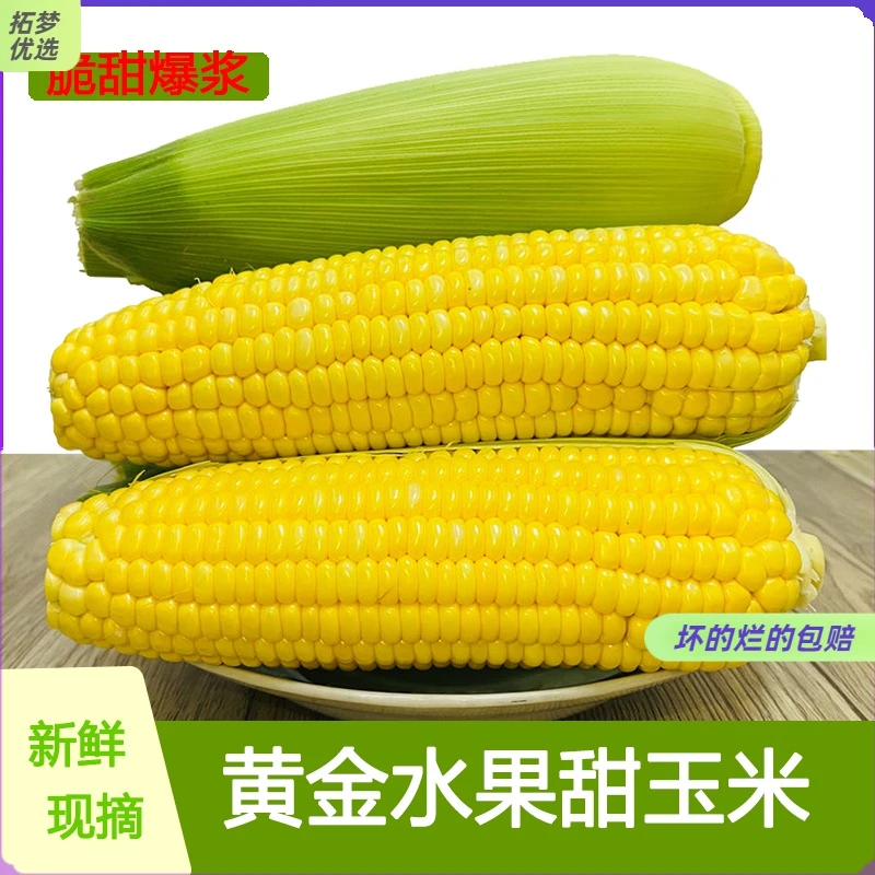 水果玉米甜玉米多汁味道现摘现发饱满苞谷棒子鲜玉米苞米新鲜优质