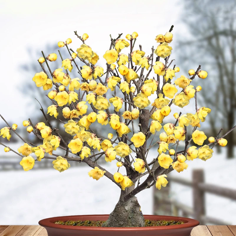 【素心腊梅】带花苞耐寒树苗盆栽地栽老桩盆景花卉植物