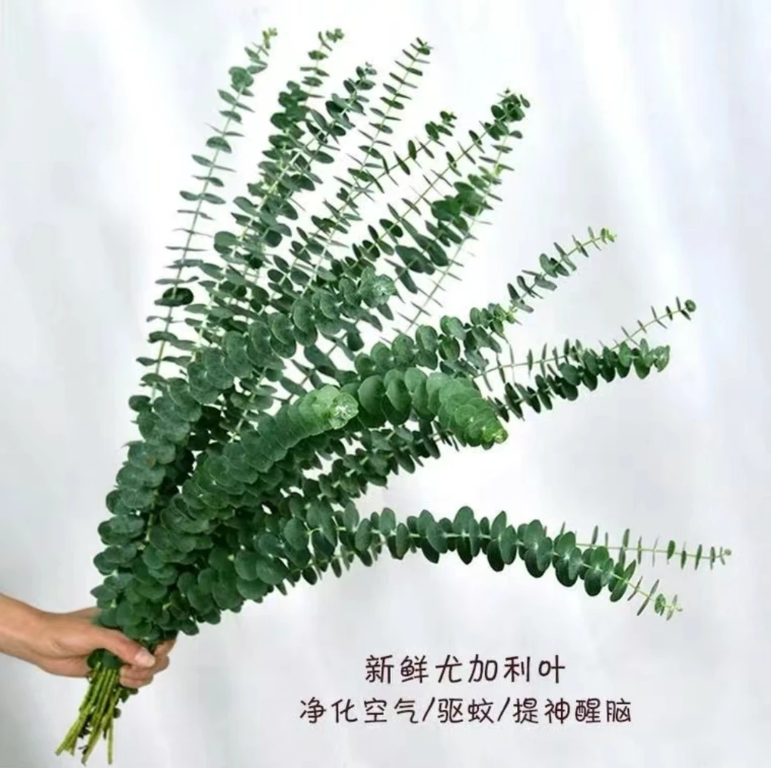 新鲜尤加利叶单支尤加利叶小叶单支云南昆明基地直发