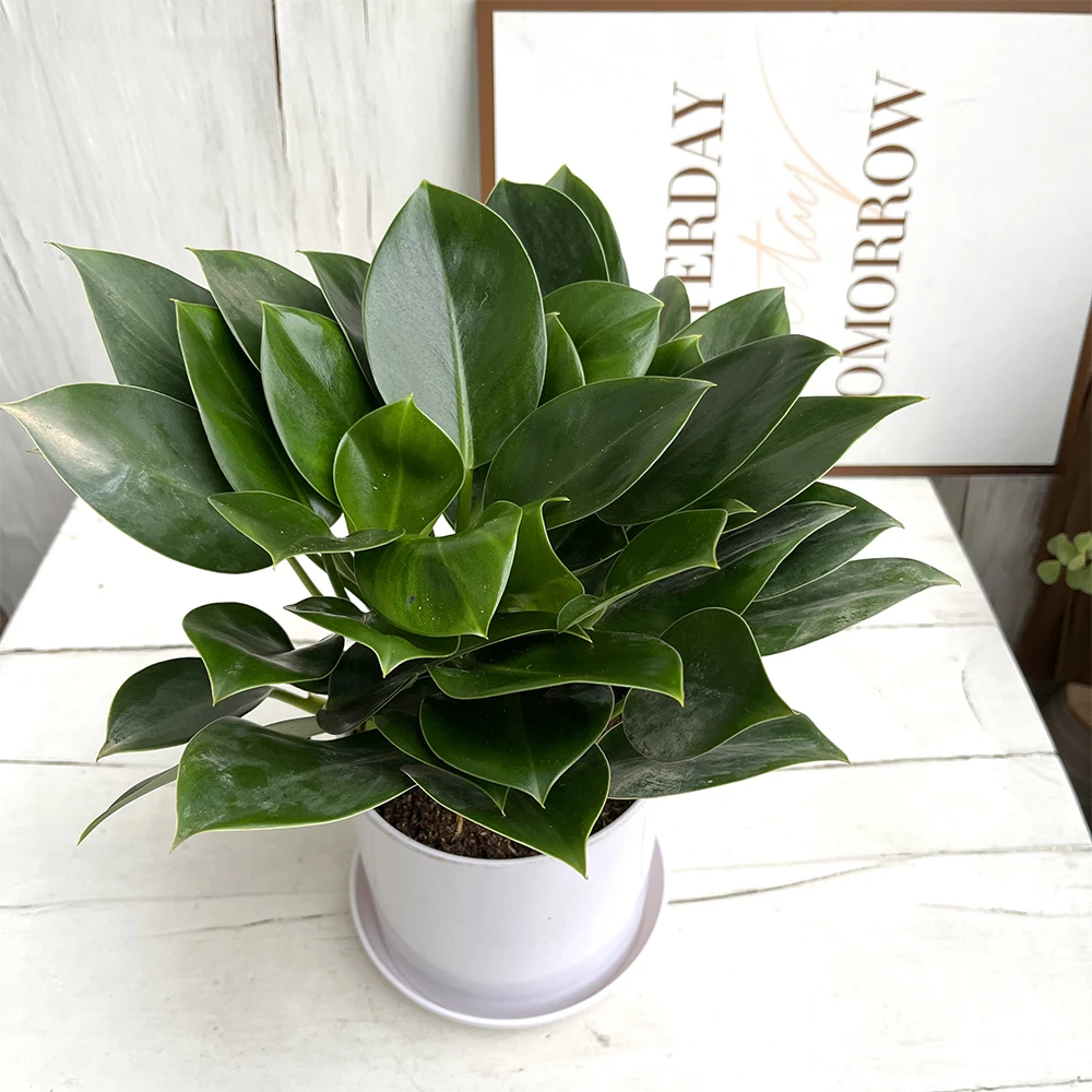 小金钻蔓绿绒室内喜阴植物教室净化空气吸收甲醛四季常青绿公主