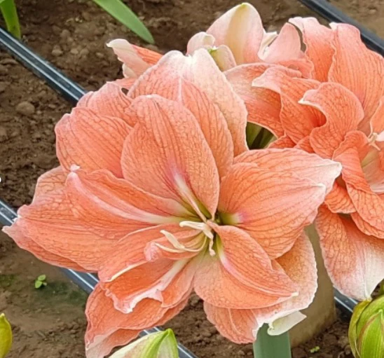 【珊瑚之星~现货】进口朱顶红种球