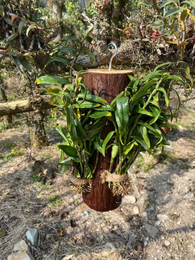 雁荡山铁皮石斛木桩仿野生种植