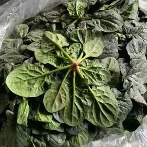 新鲜菠菜现挖趴地菠菜新鲜蔬菜