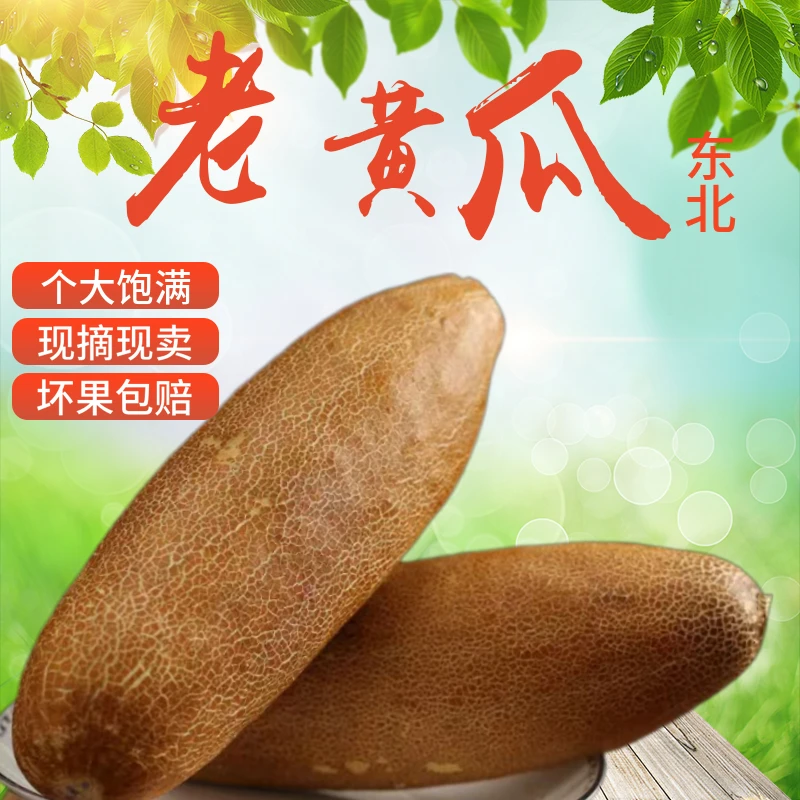 东北清爽绿色老黄瓜吉林梨树黑土地种植2斤5斤