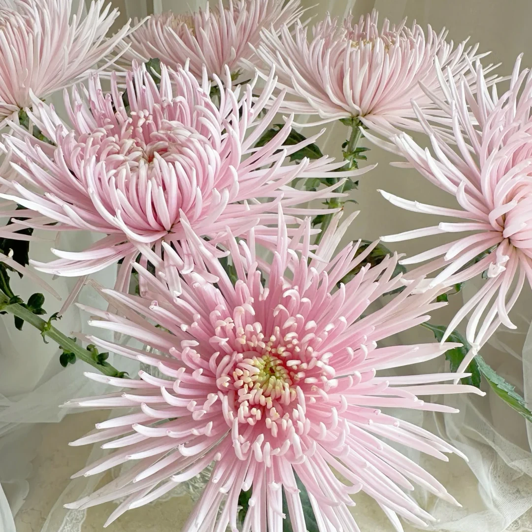 【奥利粉烟花菊】奥利粉烟花菊10枝 包邮（涛）